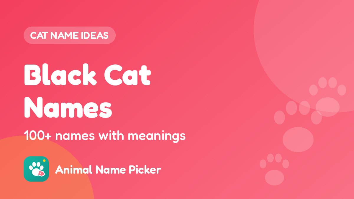 Black Cat Names - 100+ ideas with meanings