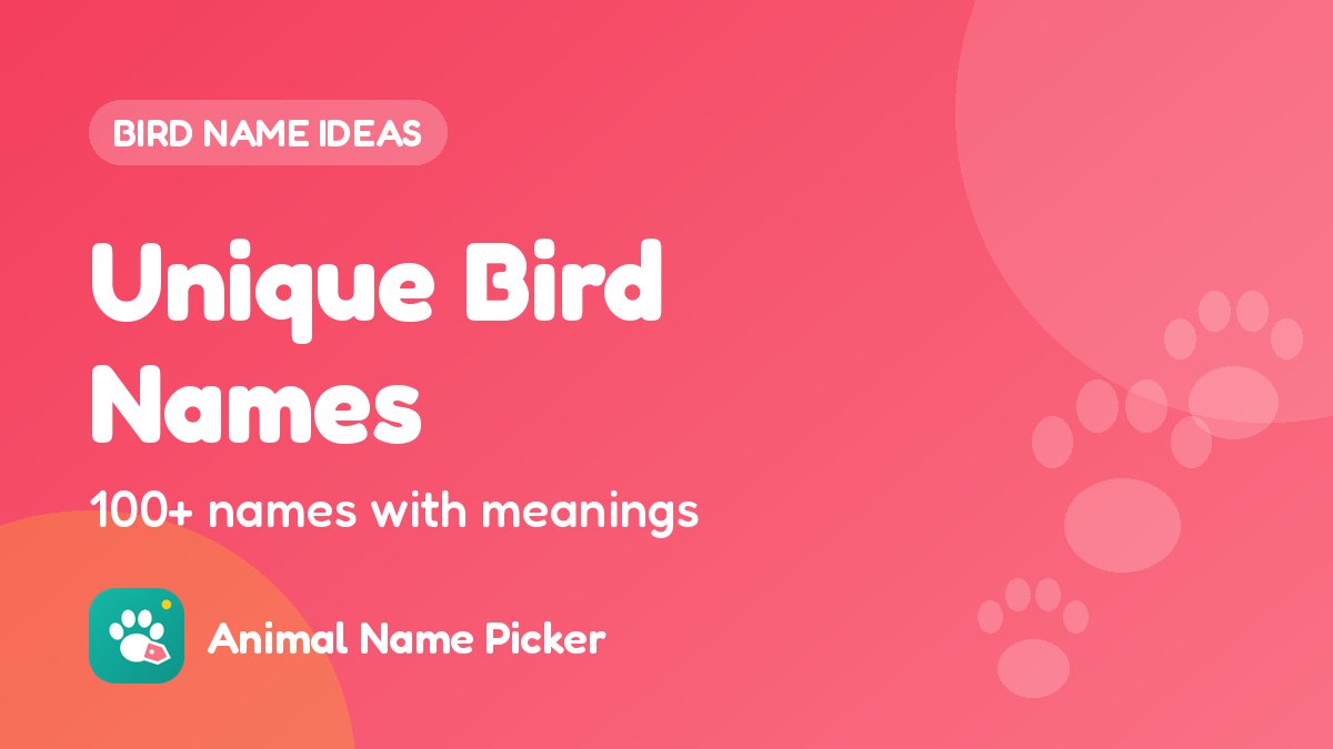 Unique Bird Names - 100+ ideas with meanings